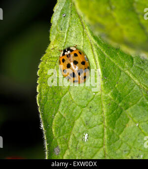 Orange 10-Punkt-Marienkäfer Stockfoto