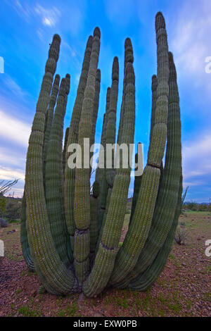 Organ Pipe Cactus, Stenocereus Thurberi im Organ Pipe National Monument, Arizona, USA Stockfoto