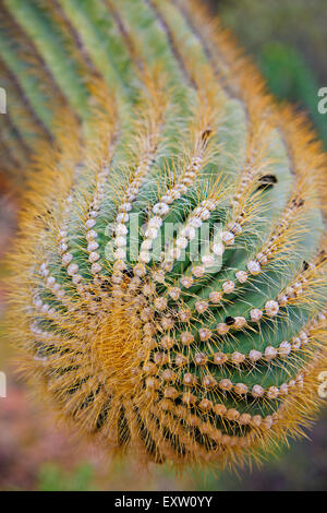 Saguaro-Kaktus in der Nähe von Carnegiea Gigantea, Organ Pipe National Monument, Arizona, USA Stockfoto