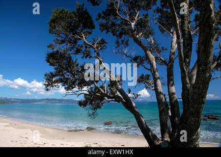 Küste bei Kuaotunu Bay, Coromandel Peninsula, Neuseeland Stockfoto