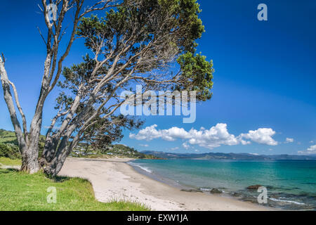 Küste bei Kuaotunu Bay, Coromandel Peninsula, Neuseeland Stockfoto