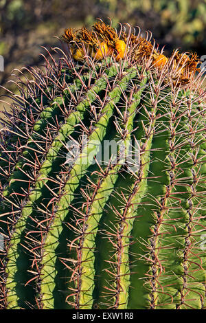Frucht der Kompass Barrel Cactus (Ferocactus Cylindraceus), Saguaro National Park, Tucson, Arizona, USA Stockfoto