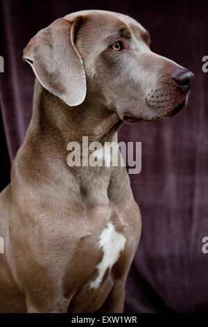 Drei Viertel Profilbildnis von jungen Erwachsenen Weimaraner Hund vor obskuren samt Hintergrund Stockfoto