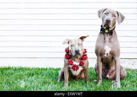 Brown-Pitbull und Weimaraner Hunde sitzen in Rasen vor weißen Wand tragen Fliege und lei Stockfoto