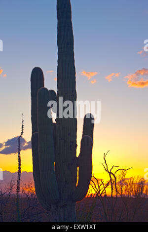 Saguaro Kaktus (Carnegiea Gigantea) Silhouette bei Sonnenuntergang, Saguraro National Park East, Saguaro National Park, Arizona, USA Stockfoto