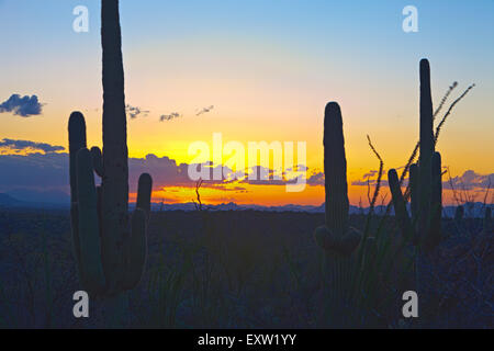 Saguaro Kaktus (Carnegiea Gigantea) Silhouette bei Sonnenuntergang, Saguraro National Park East, Saguaro National Park, Arizona, USA Stockfoto