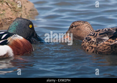 Nördliche Schaufelente, Spatula clypeata, horizontales Porträt eines erwachsenen Paares in der Zucht von Gefieder, die sich auf Wasser ernähren. Stockfoto