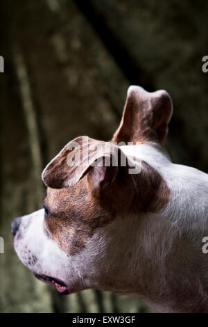 Über die Schulter braunen und weißen Hund POV, einem floppy Ohr Stockfoto