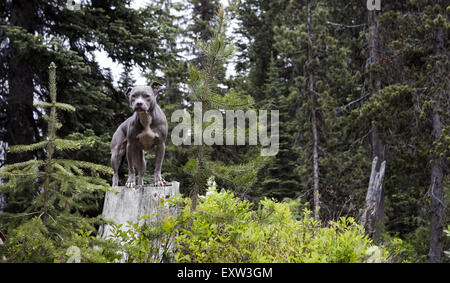 Wunderschöne blaue Pitbull stehend auf Baumstumpf im Wald Stockfoto