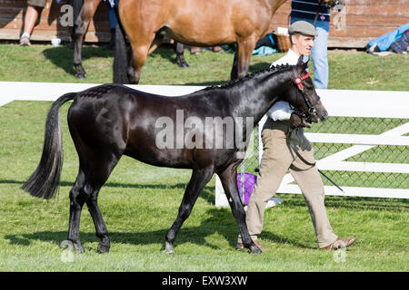 Harrogate, North Yorkshire, UK. 15. Juli zeigen Urteilen Pferde auf die großen Yorkshire 15. Juli 2015 in Harrogate in North York Stockfoto