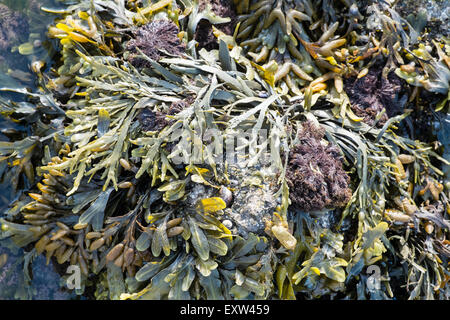 Geologie, rockt am Damm über nach Worms Head,Gower.Rhossilli,Bay,beach,Gower,Wales,causeway, Stockfoto