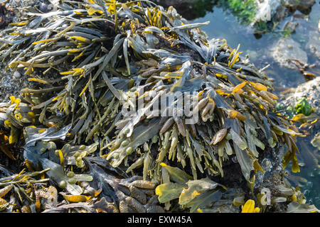 Geologie, rockt am Damm über nach Worms Head,Gower.Rhossilli,Bay,beach,Gower,Wales,causeway, Stockfoto