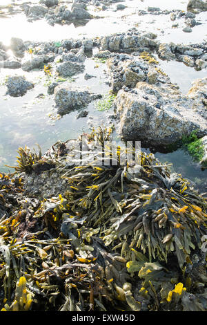 Geologie, rockt am Damm über nach Worms Head,Gower.Rhossilli,Bay,beach,Gower,Wales,causeway, Stockfoto