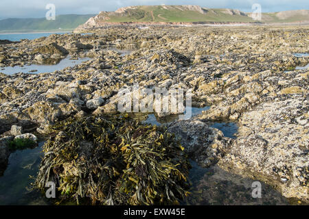 Geologie, rockt am Damm über nach Worms Head,Gower.Rhossilli,Bay,beach,Gower,Wales,causeway, Stockfoto