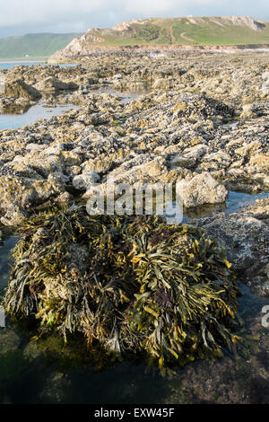 Geologie, rockt am Damm über nach Worms Head,Gower.Rhossilli,Bay,beach,Gower,Wales,causeway, Stockfoto