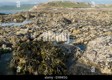 Geologie, rockt am Damm über nach Worms Head,Gower.Rhossilli,Bay,beach,Gower,Wales,causeway, Stockfoto