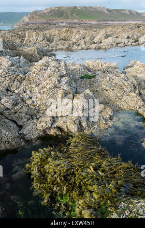 Geologie, rockt am Damm über nach Worms Head,Gower.Rhossilli,Bay,beach,Gower,Wales,causeway, Stockfoto