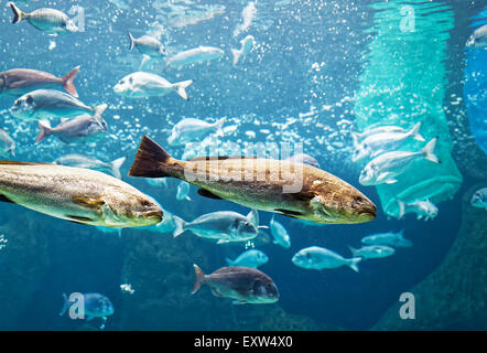 Große silberne Fische schwimmen im Aquarium, blaues Wasser und Spiegelungen sichtbar im oberen Bogen Cretaquarium, Kreta, Griechenland Stockfoto