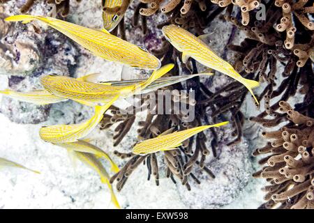 Schule der französischen Grunzen schwimmen um Korallen am Riff Buddys in Bonaire Stockfoto