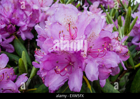 Lila Rhododendron-Blüte im Juni entlang der Appalachen Stockfoto