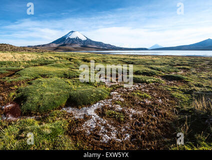 Schneebedeckte Vulkan Parinacota über See Chungara, Chile Stockfoto