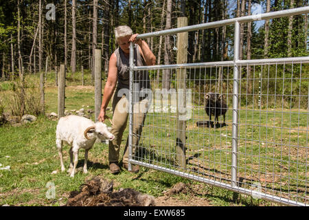 Frau, die versuchen, einem isländischen Erbes Schafrasse wieder in seinen Stall nach der Schur, Nelke, Washington, USA Stockfoto