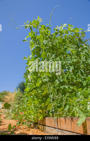 Pfostenbohnen wachsen auf einem Gitter in Bellevue, Washington, USA Stockfoto