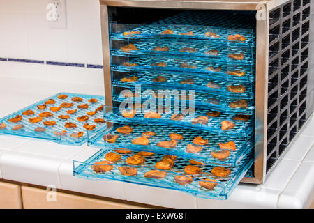 Elektrischen Dörrgerät voll von getrockneten Aprikosen Hälften, bereit zu kommen und gegessen werden. Stockfoto