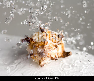 Wassertropfen in der Luft herum Muschel Stockfoto