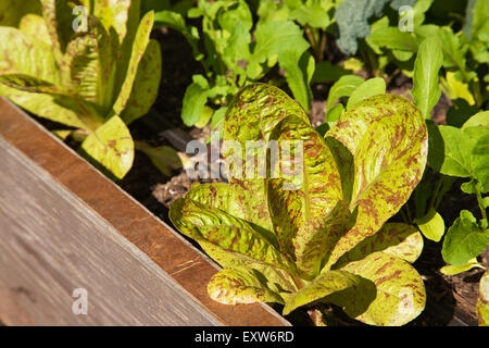 Auffällige Forellen wieder Salat Pflanzen wachsen in einem Hochbeet Gemüse Garten in Issaquah, Washington, USA Stockfoto