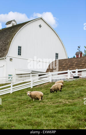 Coopworth und Romney Southdown kreuzen Schafe auf Kelsey Creek Farm in Bellevue, Washington, USA.  Coopworth Schafe sind ein medium Stockfoto