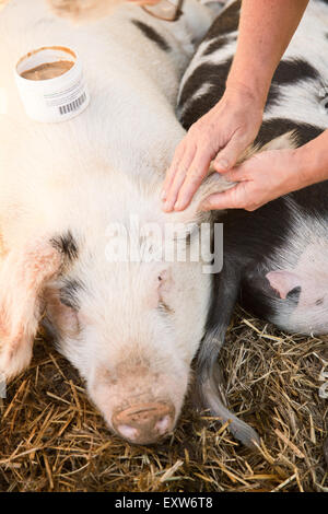 Gloucestershire (oder Gloucester) alte Flecken Schwein immer Ohrenpflege in Carnation, Washington, USA Stockfoto