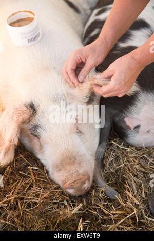 Gloucestershire (oder Gloucester) alte Flecken Schwein immer Ohrenpflege in Carnation, Washington, USA Stockfoto