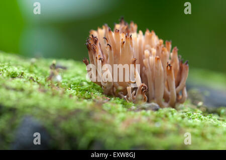 Ramaria Stricta Pilze auf einem alten Baumstumpf Stockfoto