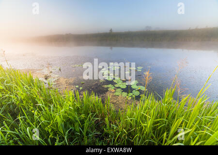 Fantastische neblig Fluss mit frischen grünen Rasen in der Sonne Strahlen. Dramatische bunte Landschaft. Ukraine, Europa. Beauty-Welt. Stockfoto