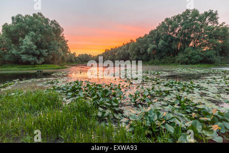 Fantastische neblig Fluss mit frischen grünen Rasen in der Sonne Strahlen. Dramatische bunte Landschaft. Ukraine, Europa. Beauty-Welt. Stockfoto