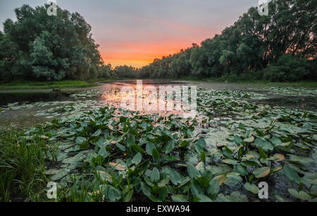 Fantastische neblig Fluss mit frischen grünen Rasen in der Sonne Strahlen. Dramatische bunte Landschaft. Ukraine, Europa. Beauty-Welt. Stockfoto