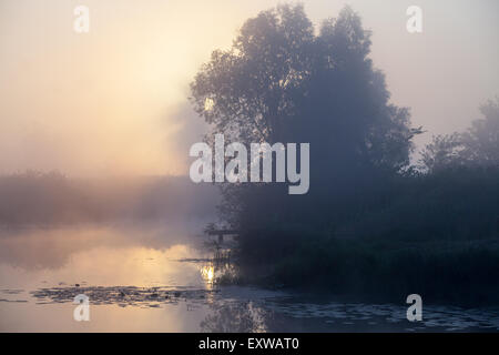 Sommer Landschaft Dichter Nebel in der Eichenhain in der Nähe des Flusses in der Morgendämmerung Stockfoto