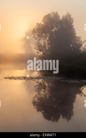 Sommer Landschaft Dichter Nebel in der Eichenhain in der Nähe des Flusses in der Morgendämmerung Stockfoto