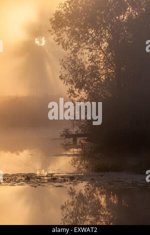 Sommer Landschaft Dichter Nebel in der Eichenhain in der Nähe des Flusses in der Morgendämmerung Stockfoto