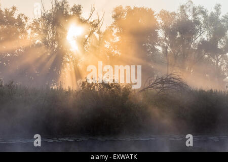 Sommer Landschaft Dichter Nebel in der Eichenhain in der Nähe des Flusses in der Morgendämmerung Stockfoto