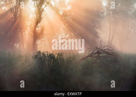 Sommer Landschaft Dichter Nebel in der Eichenhain in der Nähe des Flusses in der Morgendämmerung Stockfoto