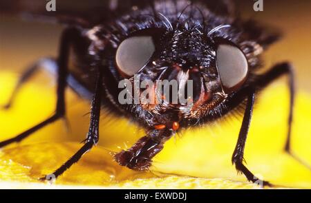 Stubenfliege (Musca Domestica), portrait Stockfoto