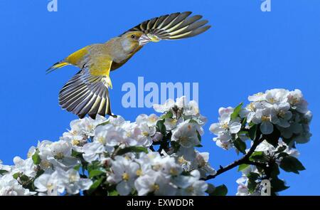 Grünfink (Zuchtjahr Chloris) fliegen Stockfoto