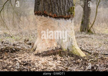 Aspen, Populus Tremula, beschädigt durch einen Biber, Oberpfalz, Bayern, Deutschland, Europa Stockfoto