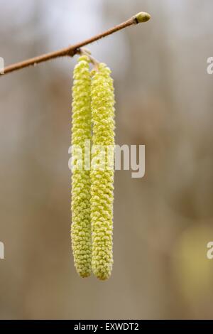 Gemeinsame Hasel, Corylus Avellana, Oberpfalz, Bayern, Deutschland, Europa Stockfoto