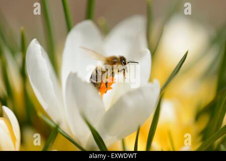 Honigbiene, Apis Mellifera, auf einem riesigen Krokus, Crocus Vernus, Oberpfalz, Bayern, Deutschland, Europa Stockfoto