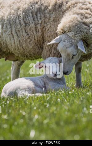 Mutter Schaf mit Lamm am Deich Stockfoto