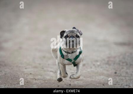 Laufenden Mops Hund Welpen Stockfoto