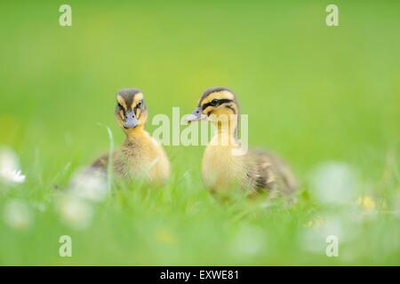 Wild Duck-Küken auf einer Wiese Stockfoto